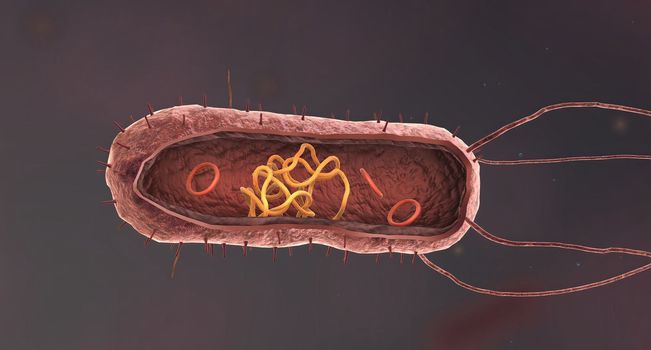 Bacteria are a simple form of life known as prokaryotes. In the center is a genetic code material known as deoxyribonucleic acid, or DNA, which is bundled into a central structure known as a chromosome. 3D illustration