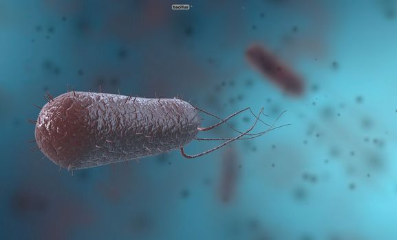 Bacillus is a gram-positive and spore-forming bacterium in the form of rods or rods. 3D illustration