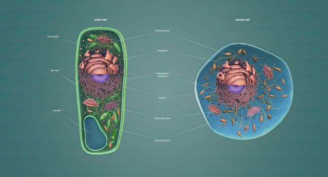 The structure of Plant and Animal Cells