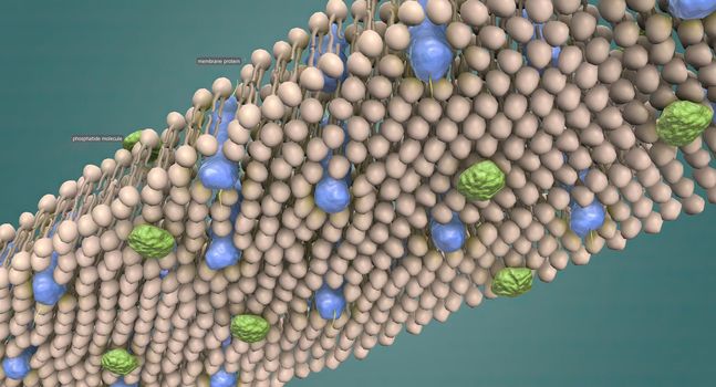 The cell membrane is the thin membrane that surrounds the cell and separates the cell from its surroundings.