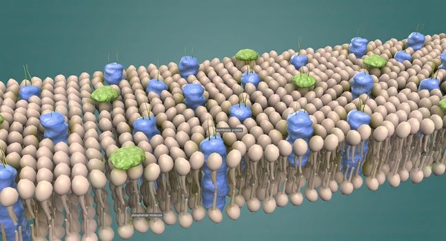 The cell membrane is the thin membrane that surrounds the cell and separates the cell from its surroundings.