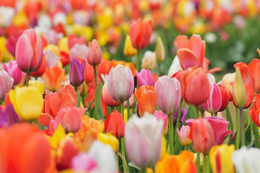 Multicolored tulip background in a park of Holland