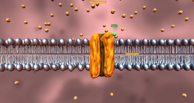Probably the most important feature of a cell's phospholipid membranes is that they are selectively permeable. 3D illustration