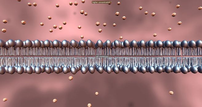 Probably the most important feature of a cell's phospholipid membranes is that they are selectively permeable. 3D illustration