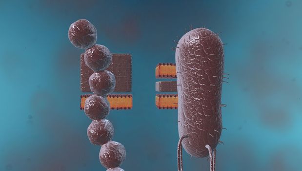 In cell biology, mitosis is a part of the cell cycle in which replicated chromosomes are separated into two new nuclei. 3D illustration