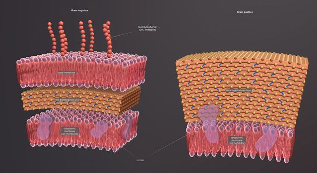 A cell wall is a structural layer surrounding some types of cells, just outside the cell membrane.