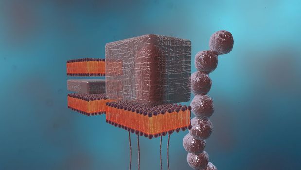 A cell wall is a structural layer surrounding some types of cells, just outside the cell membrane.