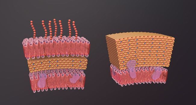 A cell wall is a structural layer surrounding some types of cells, just outside the cell membrane.