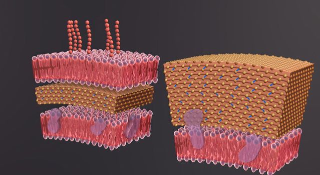 A cell wall is a structural layer surrounding some types of cells, just outside the cell membrane.