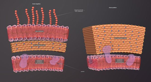 A cell wall is a structural layer surrounding some types of cells, just outside the cell membrane.