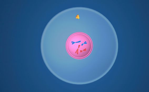 In cell biology, mitosis is a part of the cell cycle in which replicated chromosomes are separated into two new nuclei. 3D illustration