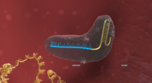 The long RNA backbone binds to the DNA, and the predesigned sequence guides Cas9 to the right spot in the genome. 3D illustration