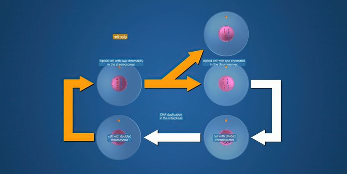 In cell biology, mitosis is a part of the cell cycle in which replicated chromosomes are separated into two new nuclei. 3D illustration