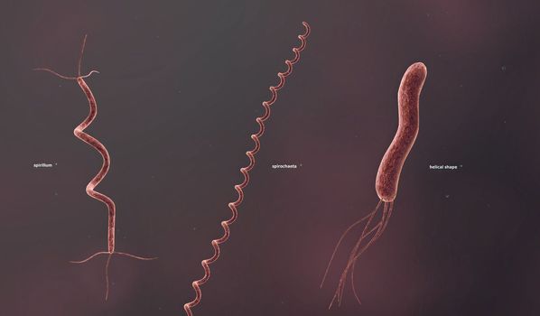 The shape of a bacterium is determined by its rigid cell wall. Bacteria that lack a cell wall (Mycoplasma and L-forms) display a great diversity of unusual shapes. Bacteria having various shapes are said to be pleomorphic. 3D illustration