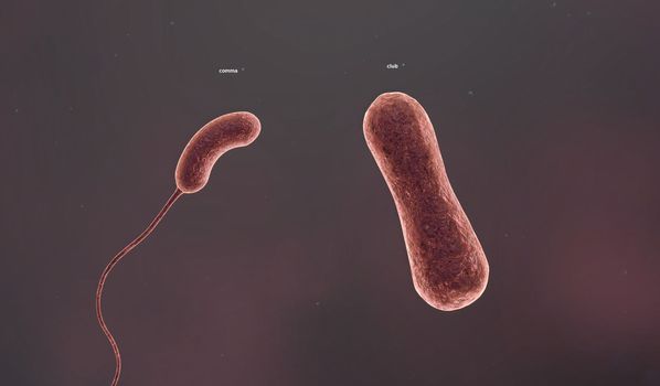 The shape of a bacterium is determined by its rigid cell wall. Bacteria that lack a cell wall (Mycoplasma and L-forms) display a great diversity of unusual shapes. Bacteria having various shapes are said to be pleomorphic. 3D illustration