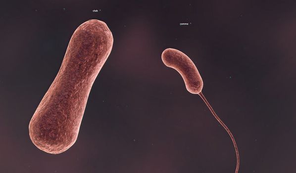 The shape of a bacterium is determined by its rigid cell wall. Bacteria that lack a cell wall (Mycoplasma and L-forms) display a great diversity of unusual shapes. Bacteria having various shapes are said to be pleomorphic. 3D illustration