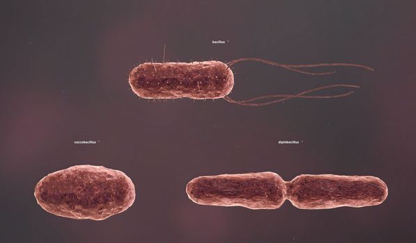 The shape of a bacterium is determined by its rigid cell wall. Bacteria that lack a cell wall (Mycoplasma and L-forms) display a great diversity of unusual shapes. Bacteria having various shapes are said to be pleomorphic. 3D illustration