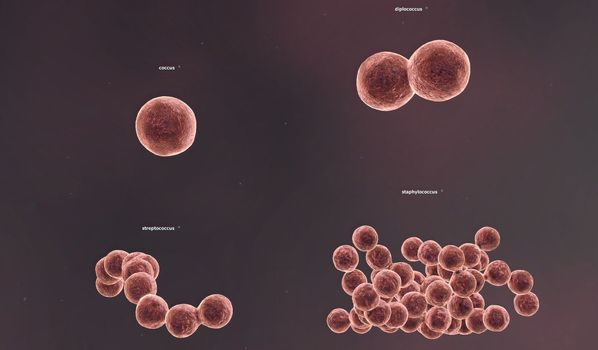 The shape of a bacterium is determined by its rigid cell wall. Bacteria that lack a cell wall (Mycoplasma and L-forms) display a great diversity of unusual shapes. Bacteria having various shapes are said to be pleomorphic. 3D illustration