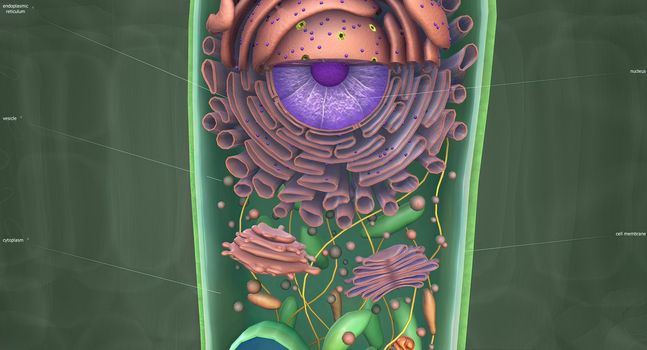 Influenza is a single-stranded RNA virus in the Orthomyxoviridae family.