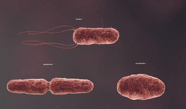 The shape of a bacterium is determined by its rigid cell wall. Bacteria that lack a cell wall (Mycoplasma and L-forms) display a great diversity of unusual shapes. Bacteria having various shapes are said to be pleomorphic. 3D illustration