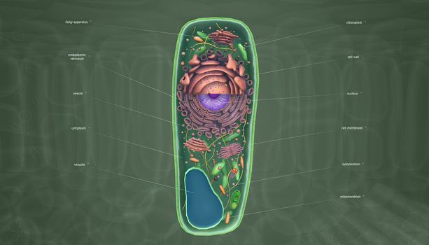 The cell is the basic unit of life. Plant cells are surrounded by a thick, rigid cell wall.