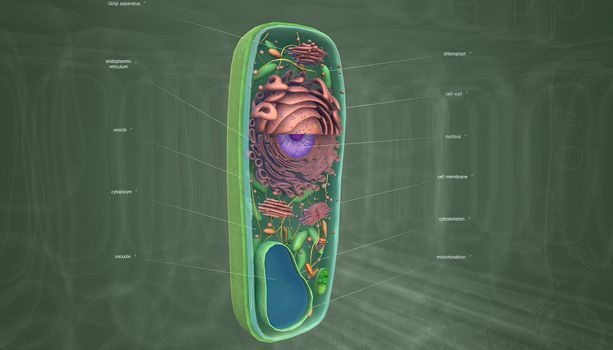 The cell is the basic unit of life. Plant cells are surrounded by a thick, rigid cell wall.