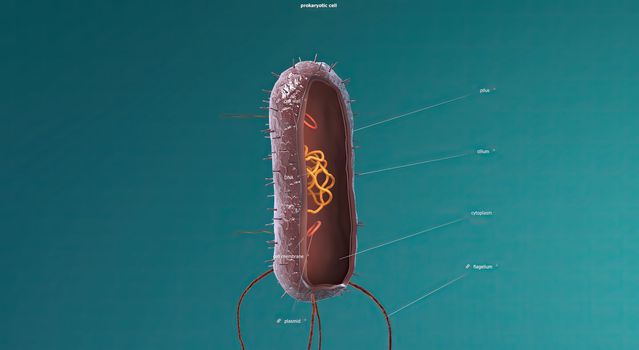 In cell biology, mitosis is a part of the cell cycle in which replicated chromosomes are separated into two new nuclei. 3D illustration