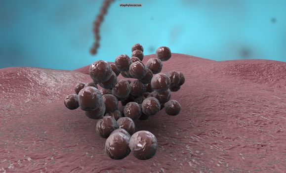 Bacteria are divided into three classes according to their shape: cocci (spherical), bacillus (rod-shaped) and spiral (there are two types: spirillum and spirochete). 3D illustration