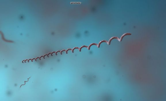 Spirillum is a bacterium from the Proteobacteria phylum with a spiral-shaped cell morphology. 3D illustration