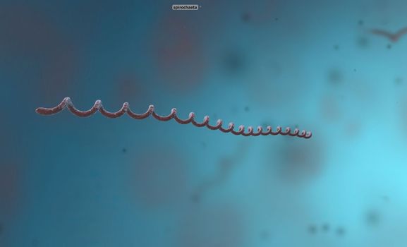 Spirillum is a bacterium from the Proteobacteria phylum with a spiral-shaped cell morphology. 3D illustration