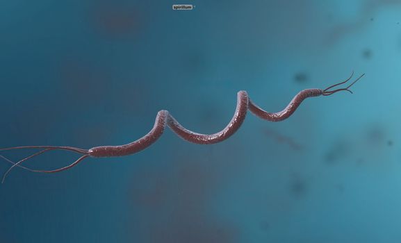 Spirillum is a bacterium from the Proteobacteria phylum with a spiral-shaped cell morphology. 3D illustration