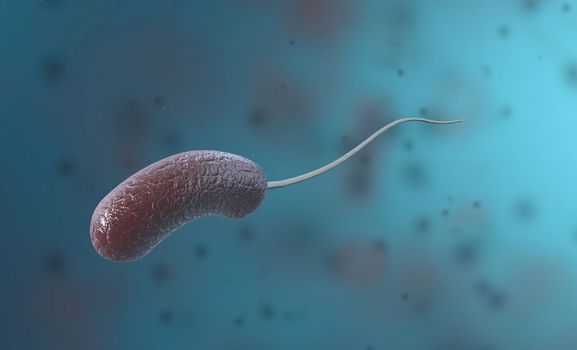 Vibrio is a genus of bacteria consisting of bent rod-shaped gram-negative bacteria. Some species cause food-borne diseases. 3D illustration