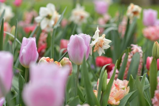 Pink tulips and daffodils field Netherlands.
