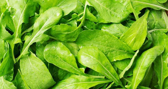 fresh green spinach texture