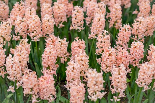 Pink hyacinth field Spring background Netherlands.