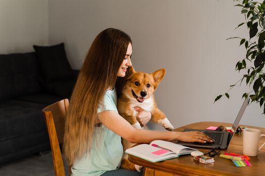 Girl chatting with friends online using laptop and showing her Corgi dog at home. Lifestyle with Welsh Corgi Pembroke. Video connection with family. Happy girl and domestic pet having fun together