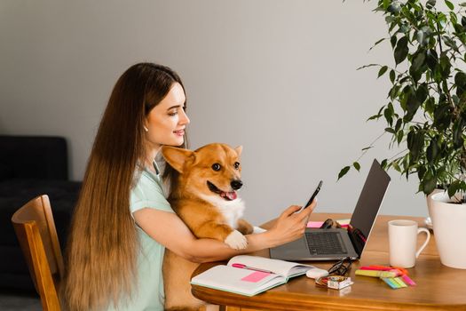 Girl chatting with friends online using laptop and showing her Corgi dog at home. Lifestyle with Welsh Corgi Pembroke. Video connection with family. Happy girl and domestic pet having fun together