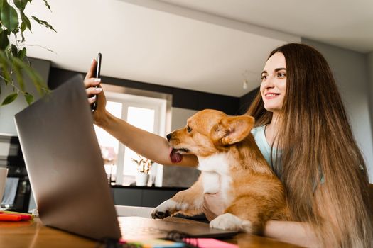 Freelancer girl with laptop making selfie making selfie with her Corgi dog. Girl have a break at work for making selfie with her domestic pet. Lifestyle of Welsh Corgi Pembroke pet