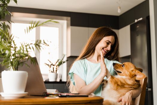 Teambuilding. Teamwork with Welsh Corgi Pembroke at home. Girl hand give five Corgi dog at work place with laptop at home. Communication with colleagues and family online
