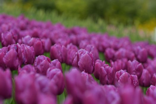 Purple tulips background in a park of Holland