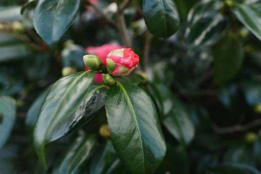 Pink blooming camellia flowers and buds