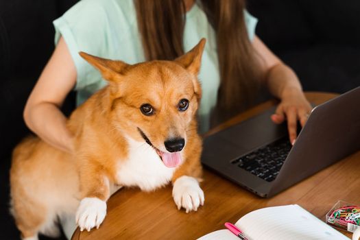 Business woman in glasses working on laptop online and hug Corgi dog. IT specialist girl working remotely and petting her dog with Welsh Corgi Pembroke. Lifestyle with domestic pet at home