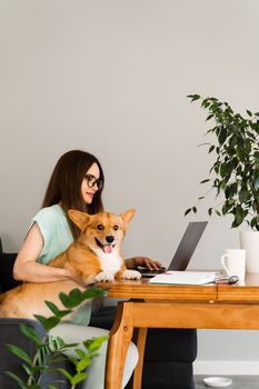 Business woman in glasses working on laptop online and hug Corgi dog. IT specialist girl working remotely and petting her dog with Welsh Corgi Pembroke. Lifestyle with domestic pet at home