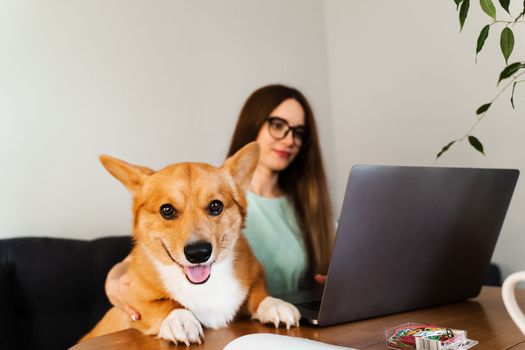 Business woman in glasses working on laptop online and hug Corgi dog. IT specialist girl working remotely and petting her dog with Welsh Corgi Pembroke. Lifestyle with domestic pet at home