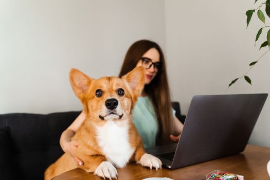 Business woman in glasses working on laptop online and hug Corgi dog. IT specialist girl working remotely and petting her dog with Welsh Corgi Pembroke. Lifestyle with domestic pet at home