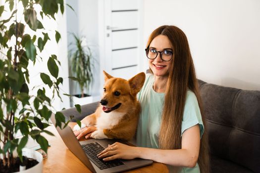 Business woman in glasses working on laptop online and hug Corgi dog. IT specialist girl working remotely and petting her dog with Welsh Corgi Pembroke. Lifestyle with domestic pet at home