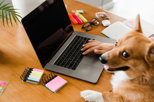 Business woman with Corgi dog working online on laptop and typing text to colleagues. Teamwork with Welsh Corgi Pembroke at home. Close-up photo of typing text on laptop