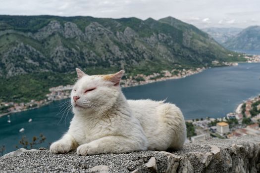 A white cat lies on a stone wall and enjoys the view of a bay below.