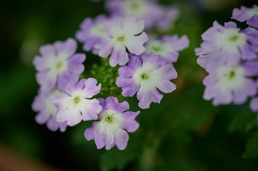 A garden flower with many small purple flowers in the sunshine with a blurred natural green background.