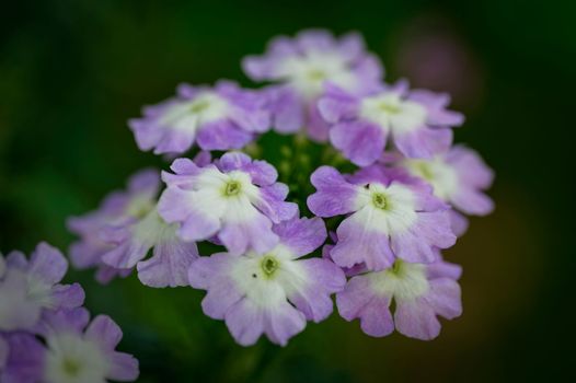 A garden flower with many small purple blossoms in the sunshine with a blurred natural green background.